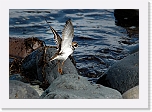 tylli  Great Ringed Plover 8576 * 800 x 556 * (354KB)